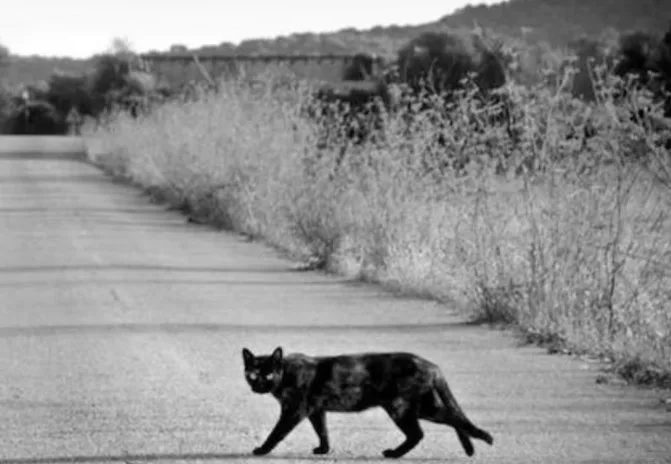 Black cat superstitions in India