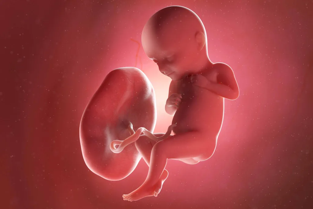 human placenta and fetus 1